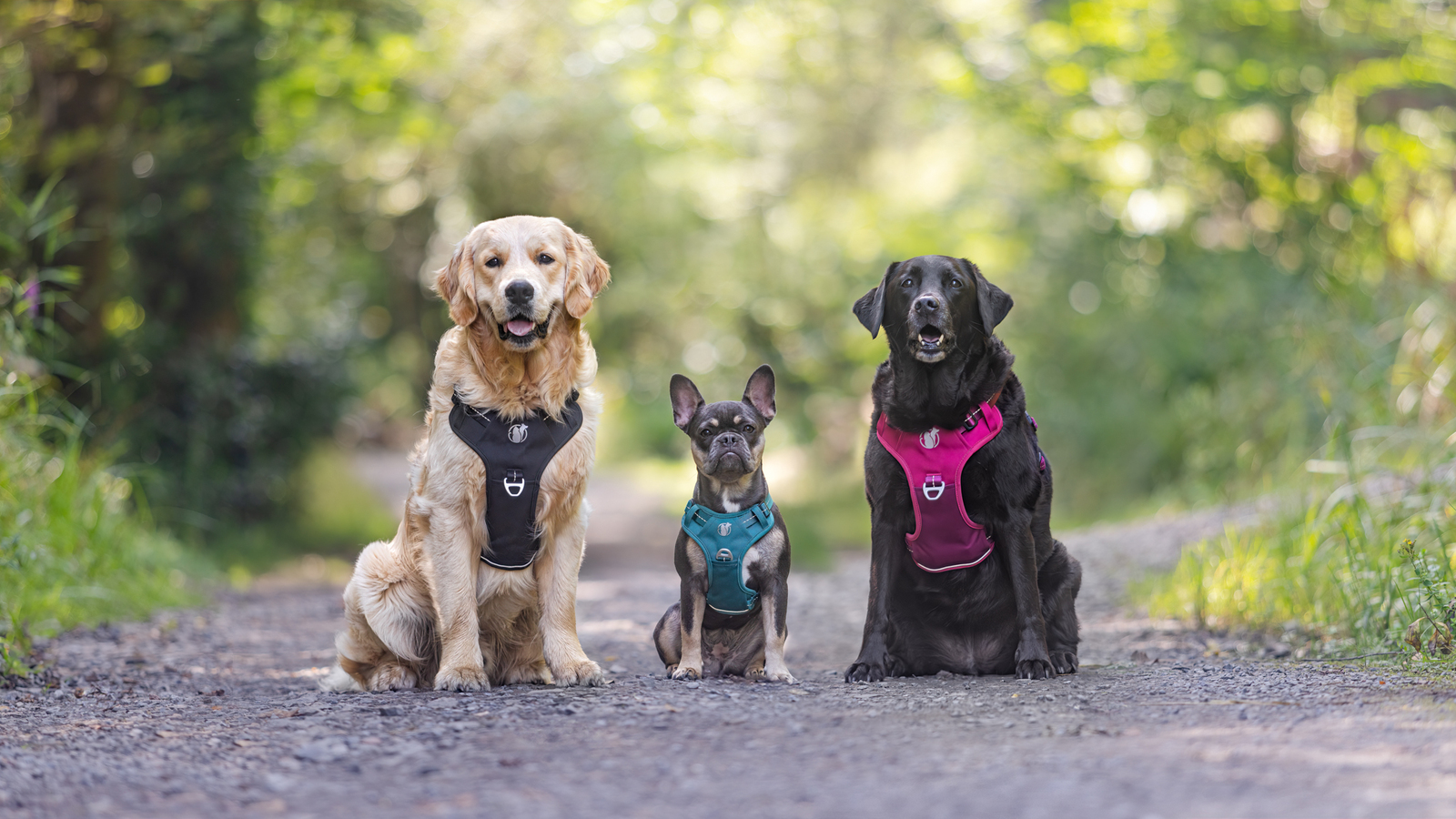 commercial dog photography of a golden retriever, labrador and french bulldog for dog harness company