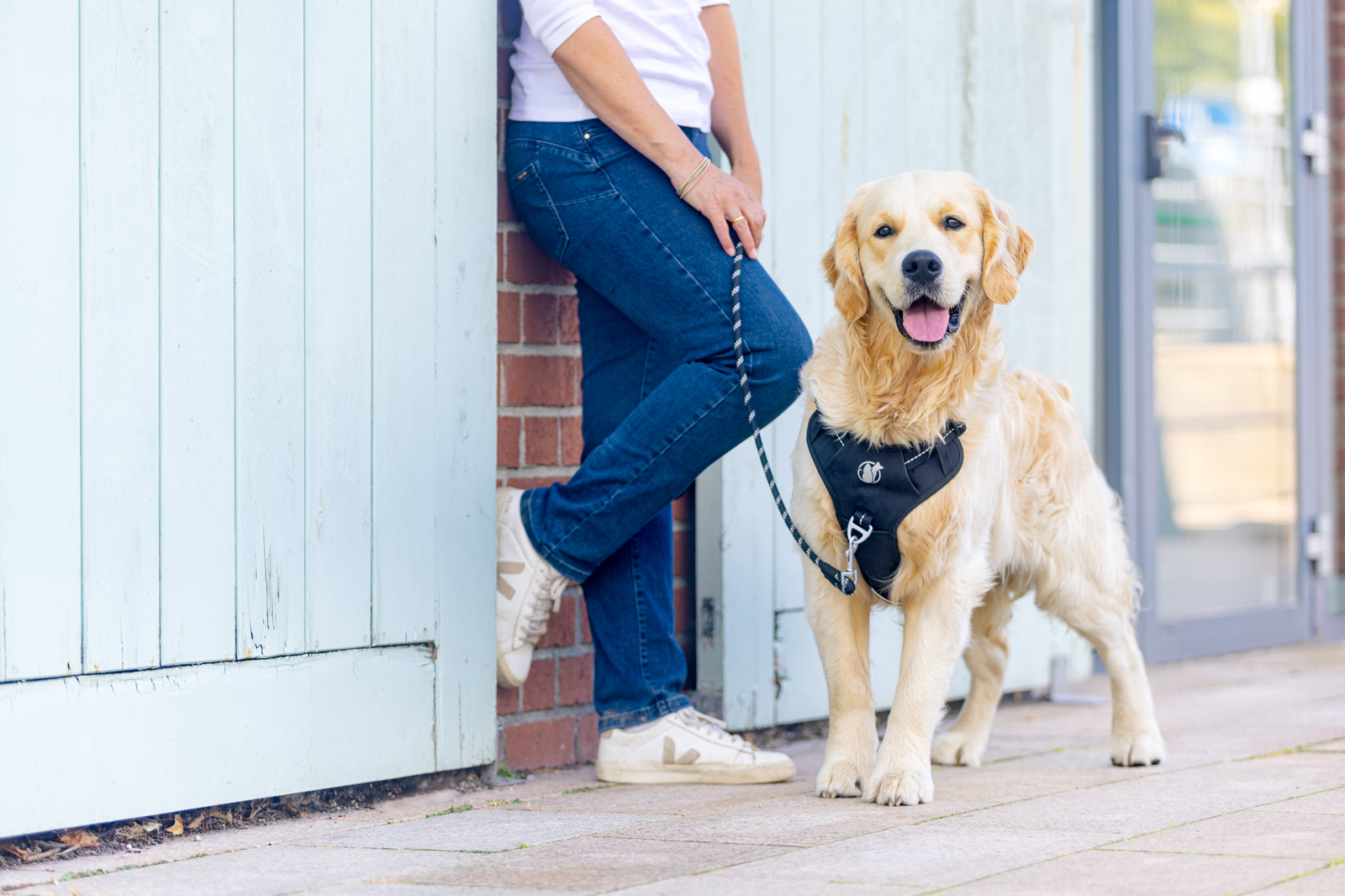commercial dog photography of a golden retriever for dog harness company