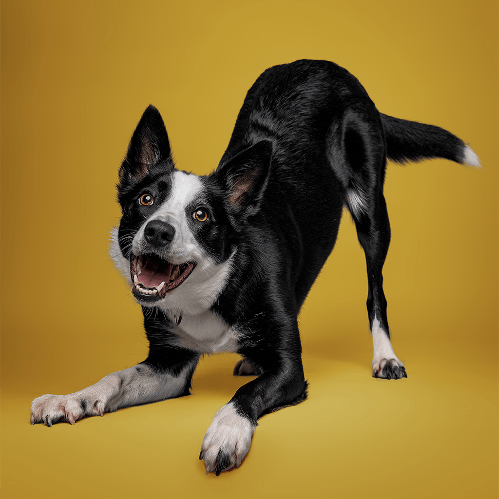 border collie photographed in studio on a yellow background