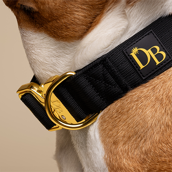 in studio commercial dog photography for Dogs Bollocks collar