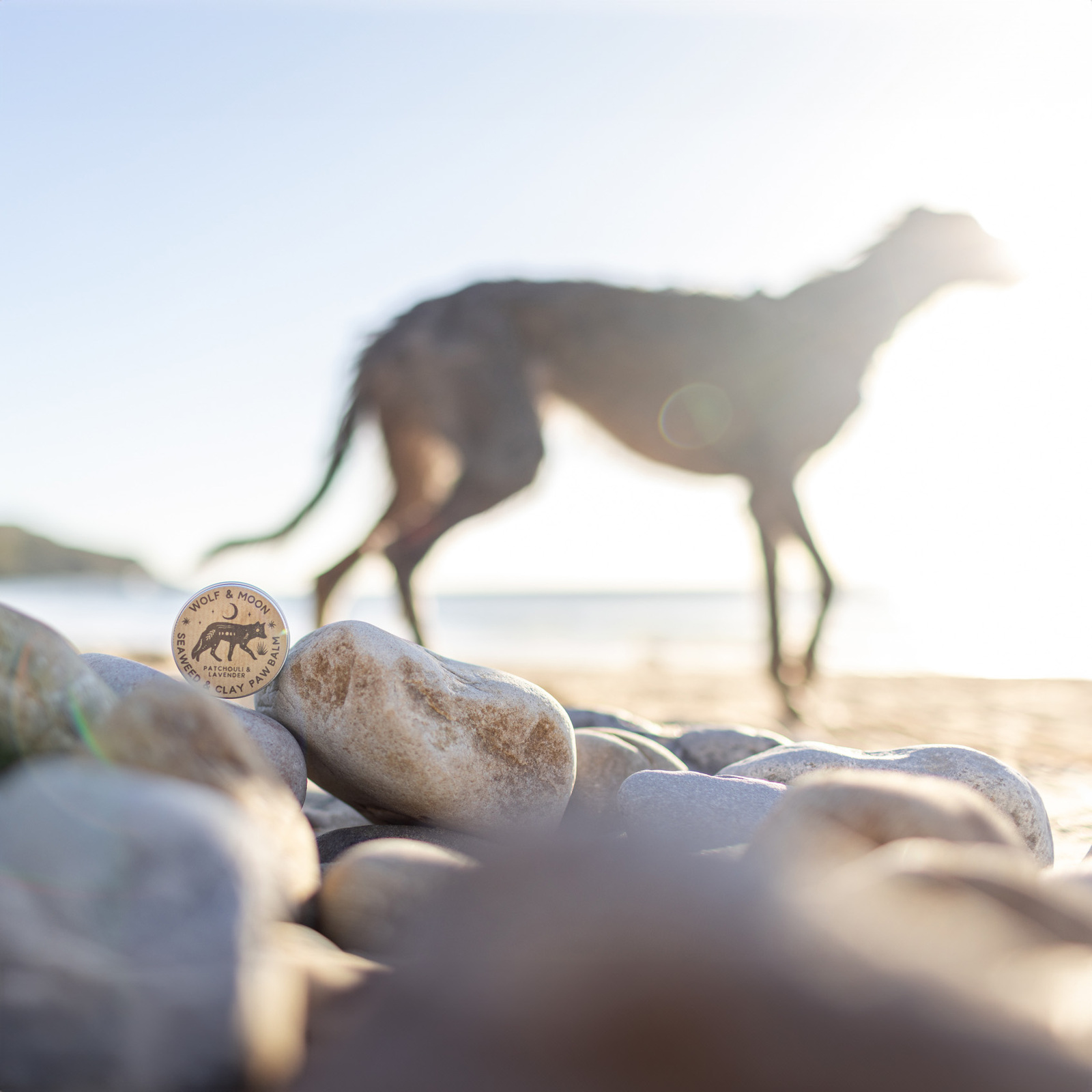 Dog brand commercial photography greyhound on beach