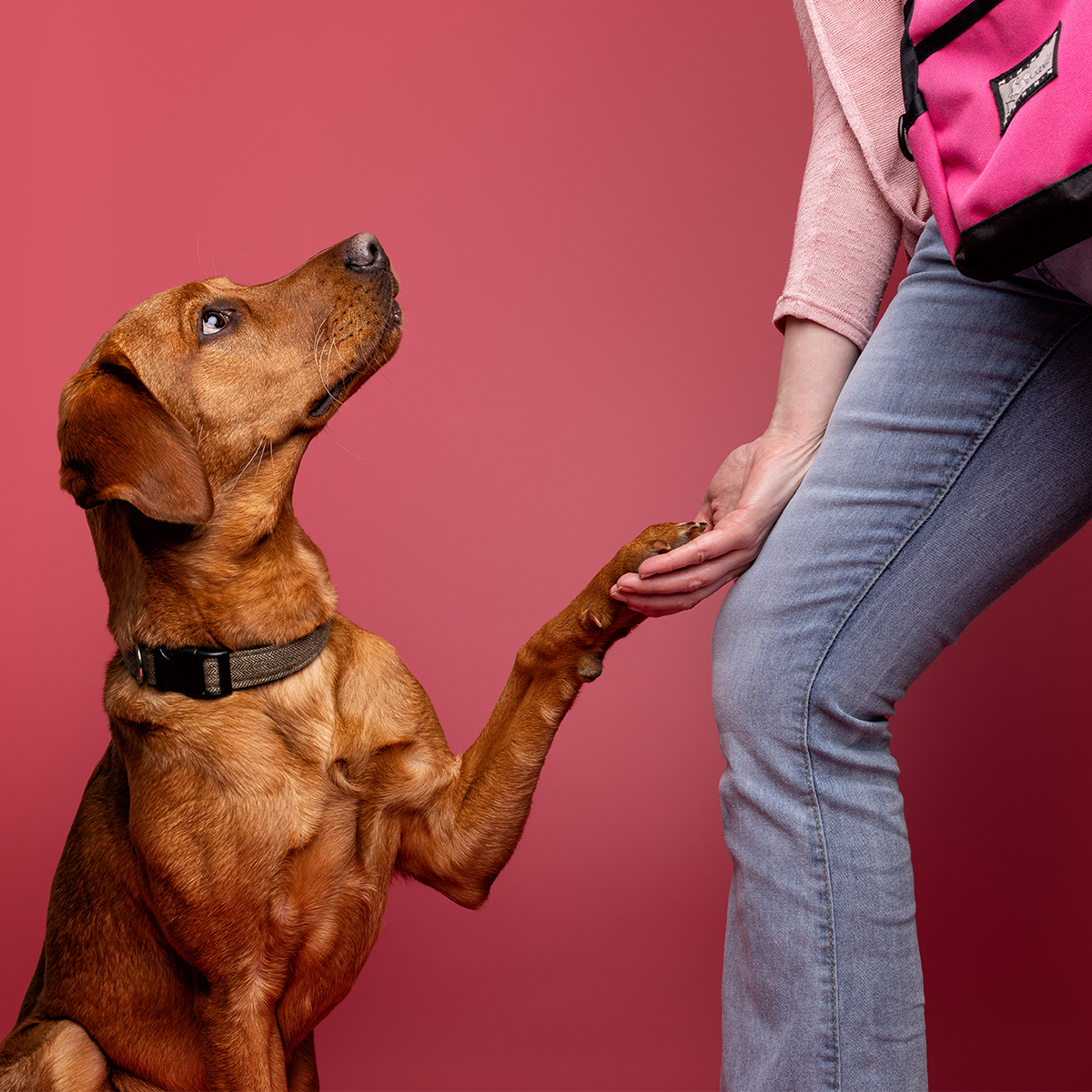 in studio commercial photography branding session for Sarah Groves Dog Training