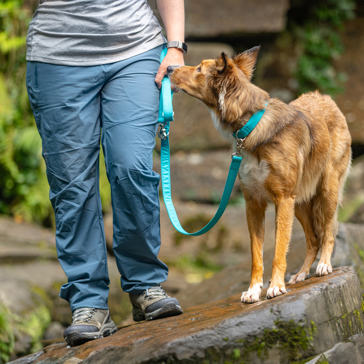 on location pet brand photography for Tucks Treasure Trove waterproof collar and lead