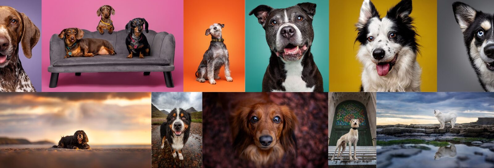 a collage of different breeds photographed both out on locations across south Wales and in a pet photography studio in Swansea